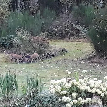 Vakantiehuis La Chauve Souris *